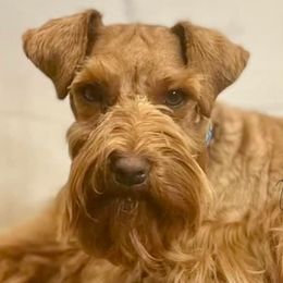 Ripley - Miniature Schnauzer