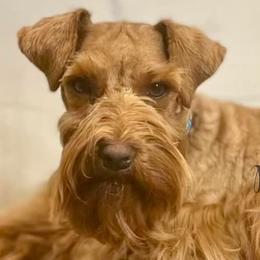 Ripley - Miniature Schnauzer