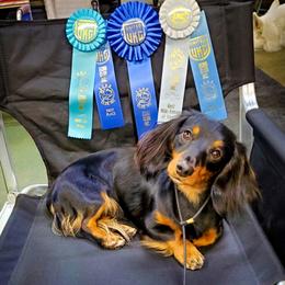 Dachshund puppies from Mac Fam Dachshunds