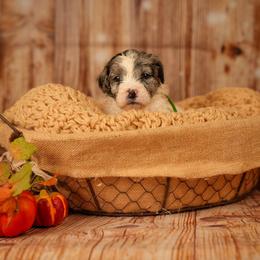 Arney - male Newfypoo puppy in Lancaster, New York from Newfiedoodles of WNY