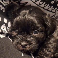 Jett - Brindle female Mal-Shi puppy in Apollo Beach, Florida from Gemstone Exclusive Pups of Florida