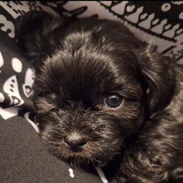 Jett - Brindle female Mal-Shi puppy in Apollo Beach, Florida from Gemstone Exclusive Pups of Florida