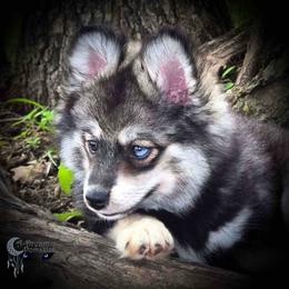 Timber Toy Wolf Colored Pomsky - Wolf sable female Pomsky puppy in Perkins, Oklahoma from A-Dream Pomsky Kennel