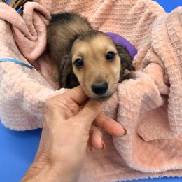 Pat - Cream male Dachshund puppy in Gavilan Hills, California from Bacchanal Kennel/Ranch