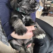 Boy 1 - Standard Schnauzer puppy from Amazing Standard Schnauzers
