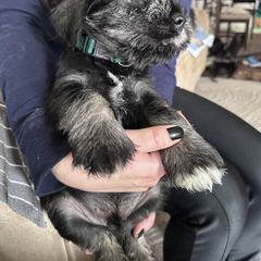 Boy 1 - Standard Schnauzer puppy from Amazing Standard Schnauzers