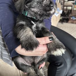 Boy 1 - Standard Schnauzer puppy from Amazing Standard Schnauzers