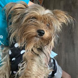 Yorkshire Terrier Puppies from Missy Lu Lap Puppies