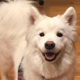 Samoyeds from Saratoga Samoyeds