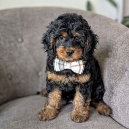 Max - Black male Labradoodle puppy in Lebanon, Pennsylvania from Copper Mini Labradoodles
