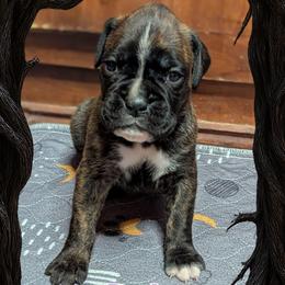 Rolo - Brindle male Boxer puppy in Mountain Home, Idaho from LJK Boxers & Toy Aussies