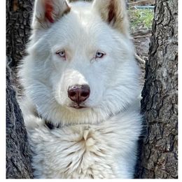 Frosty - Siberian Husky