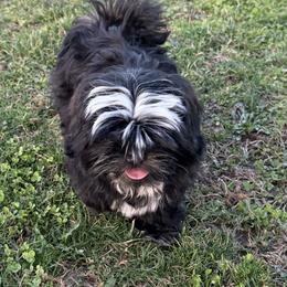 Blake - Black and white male Shih Tzu puppy in Scottdale, Pennsylvania from Nancy’s Majestic Shih Tzus
