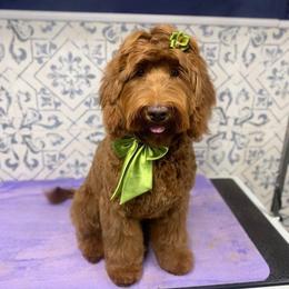 SANDY - Australian Labradoodle
