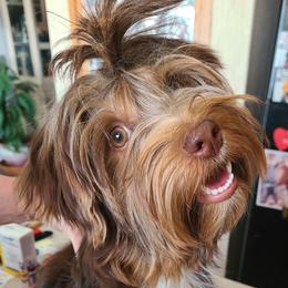 Addy - Yorkshire Terrier