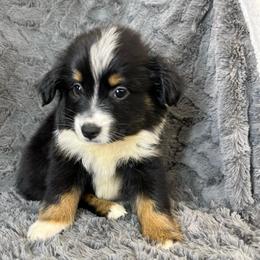 Willow - Black tri female Miniature Australian Shepherd puppy in Hokes Bluff, Alabama from Alegria Toy Aussies