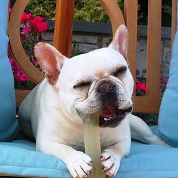French Bulldogs from Chitawee French Bulldogs