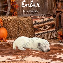Ember - Blue speckled female Australian Cattle Dog puppy in Oronogo, Missouri from Dutton's Show Me Farms