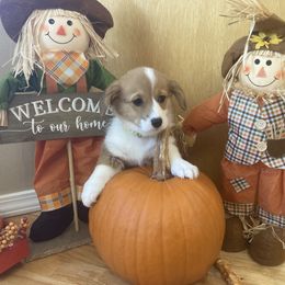 Pembroke Welsh Corgi Puppies from Whistling Wind Corgi’s