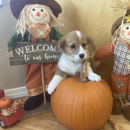Pembroke Welsh Corgi Puppies from Whistling Wind Corgi’s