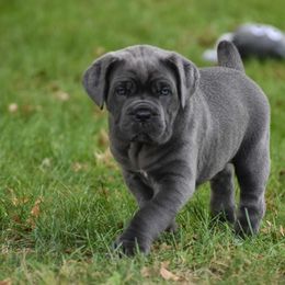 Cane Corso Puppies from Serafina Cane Corso