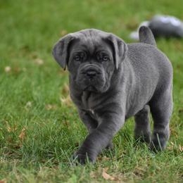 Cane Corso Puppies from Serafina Cane Corso