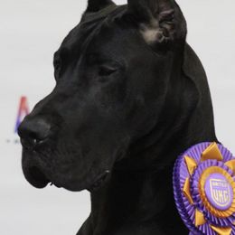 German Shepherds and Great Danes from Starr GSDs & Great Danes