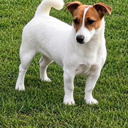 Yeti - Jack Russell Terrier