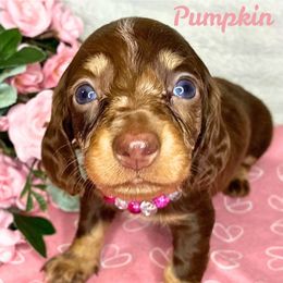 Pumpkin - Dapple female Dachshund puppy in Noble, Oklahoma from Marissa's Dachshunds (BooneDox Mini Dachshunds)