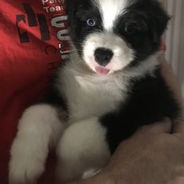 Australian Shepherd Puppies from Cahaba Australian Shepherds