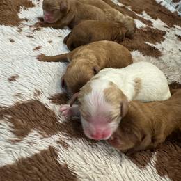 Pick Pick 1 - Red male Cavapoo puppy in Vineyard, Utah from Pitter Patter Puppies