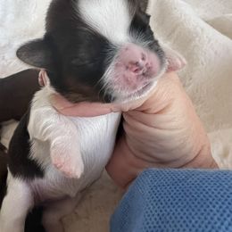 Girl 1 - Sable and white female Shih Tzu puppy in Paso Robles, California from Encanto Shih Tzus by Darlene Madrigal
