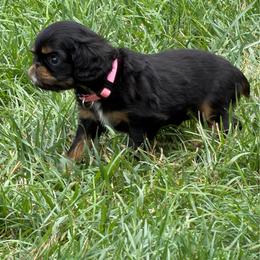 Flora - Black and tan female English Toy Spaniel puppy in Pennsylvania from Enchanting Charlies