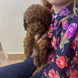 Goldendoodle Puppies from Providence Ranches