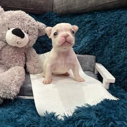 French Bulldog Puppies from The Frenchie Lady Co.