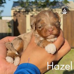 Hazel - Tri-color female Bernedoodle puppy in Greenville, Texas from Doodles of Promise