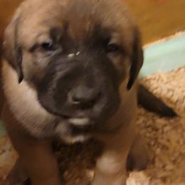 Eve - Wolfgray female Spanish Mastiff puppy in Prosperity, Pennsylvania from Prosperity Guardians