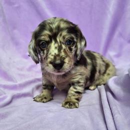 Hazel - Dapple female Dachshund puppy in Tucson, Arizona from Joplin's Hippo House