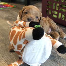 Cavachon, Cavalier King Charles Spaniel, and Cavapoo Puppies from Comfort Cavs