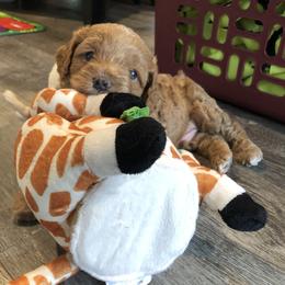 Cavachon, Cavalier King Charles Spaniel, and Cavapoo Puppies from Comfort Cavs