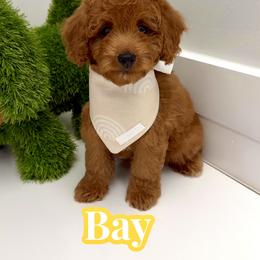 Bay - Red male Cavapoo puppy in Buford, Georgia from Petite Posh Puppies