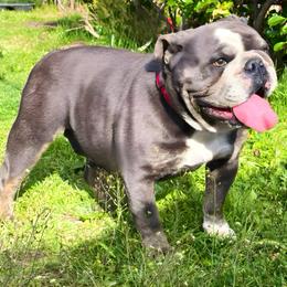 Lola - Bulldog
