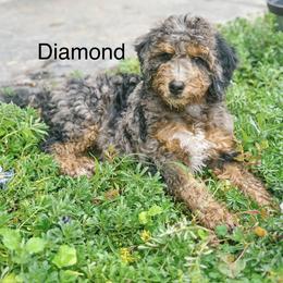 Diamond - Blue merle female Bernedoodle puppy in Pasco, Washington from Camp Doodle Woods