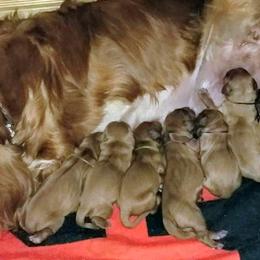 Cavalier King Charles Spaniel Puppies from Jina Ezell