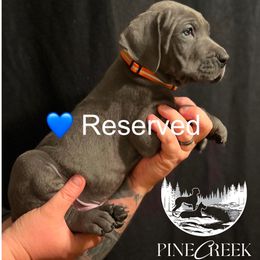 Hank - Great Dane puppy from Pine Creek Great Danes
