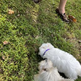 Coton de Tulear Puppies from Smoky Mountains Cotons