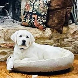 Labrador Retriever Puppies from Carvins Cove English Labradors