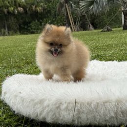 Teddy - Orange male Pomeranian puppy in North Naples, Florida from Moon Ranch Puppies