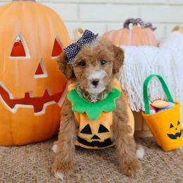 Pumpkin - Red female Bernedoodle puppy in Russell Springs, Kentucky from 270 Doodles