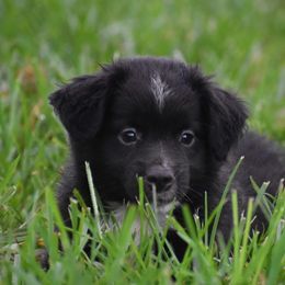 Grace - Ready now :) - Black & white female Miniature Australian Shepherd puppy in Lowgap, North Carolina from Baileys Mini Aussies